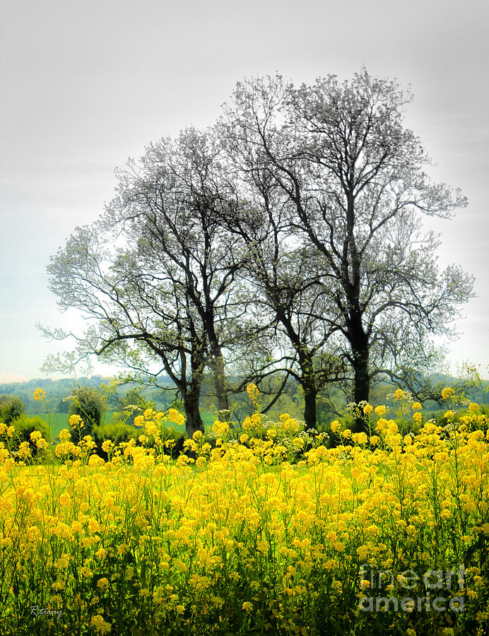 The Yellow Safflower and the Tree Photograph by Rene Triay FineArt Photos