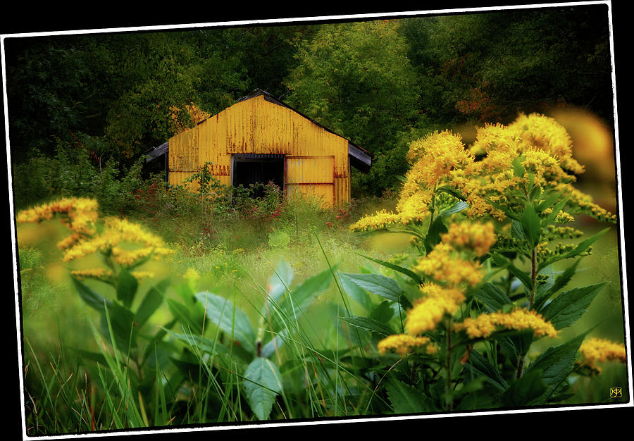 The Yellow Shed Photograph by John Meader