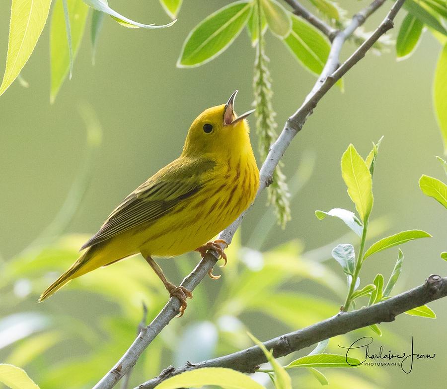 The yellow singner Photograph by Charlaine Jean - Fine Art America