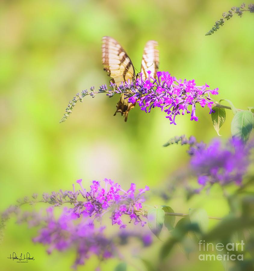 The Yellow Swallowtail Photograph by Heather Hubbard
