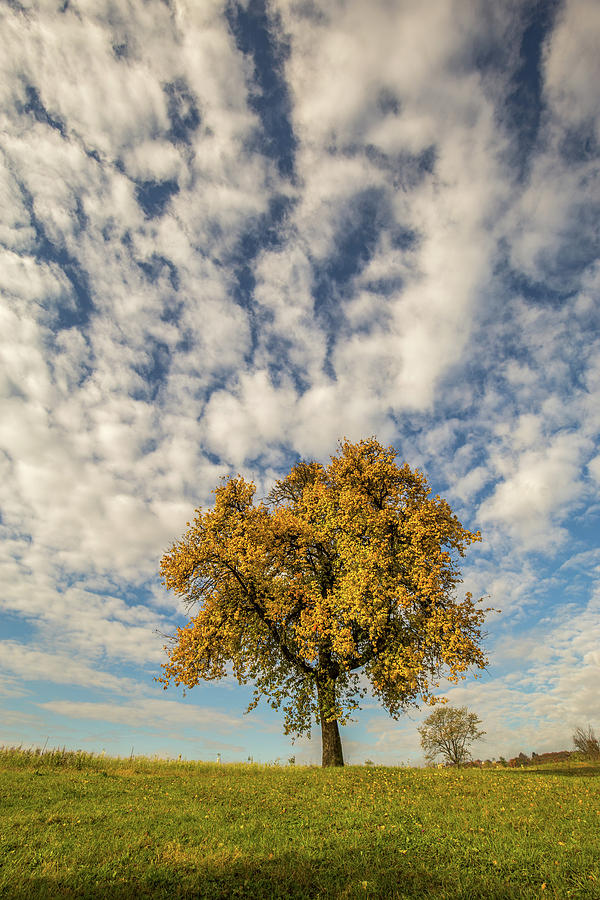 The yellow tree Photograph by Davorin Mance