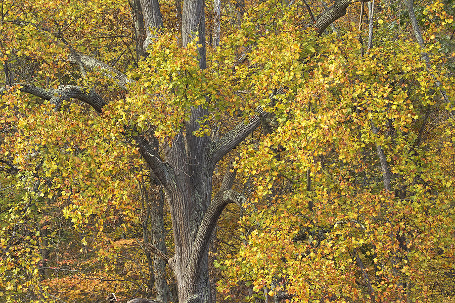 The Yellow Tree Photograph by Carol Senske