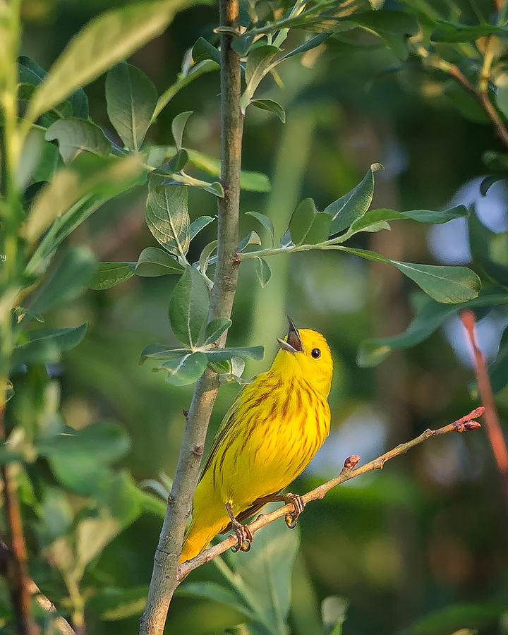 The Yellow Warbler Photograph by Bill Wakeley