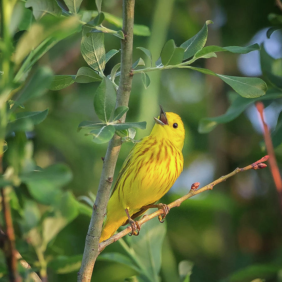 The Yellow Warbler square Photograph by Bill Wakeley