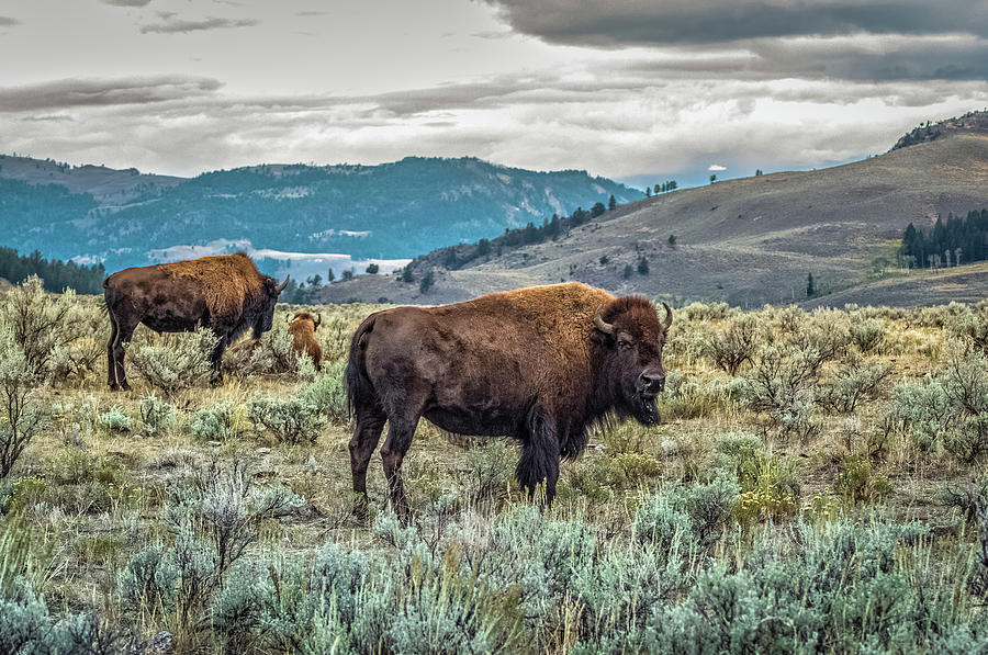 The Yellowstone Bison Photograph by Yeates Photography