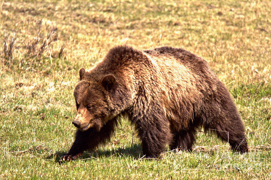 The Yellowstone Grizzly Strut Photograph by Adam Jewell