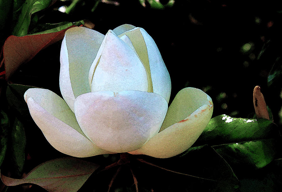 The Yin of the Magnolia Blossom Photograph by Susan Vineyard