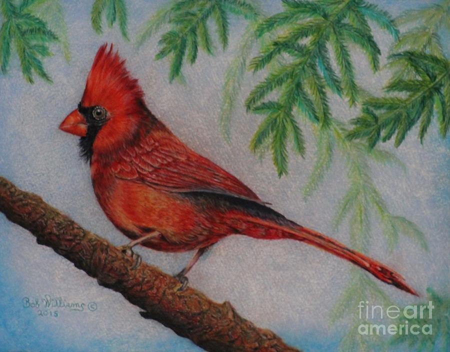 Cardinal Painting - The Young Cardinal by Bob Williams