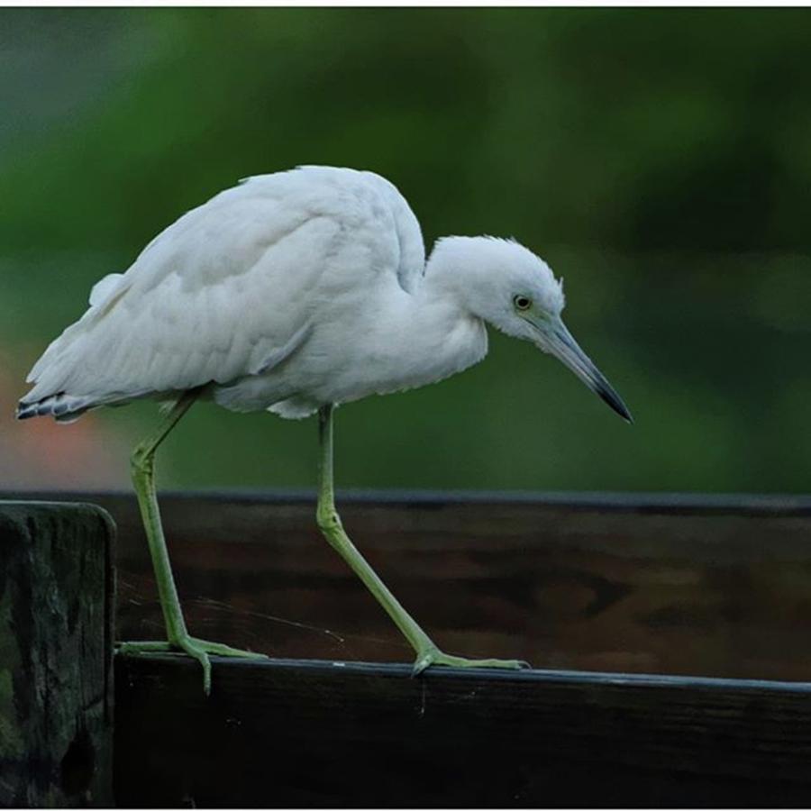 Nature Photograph - The Young Egret  by Marvin Reinhart