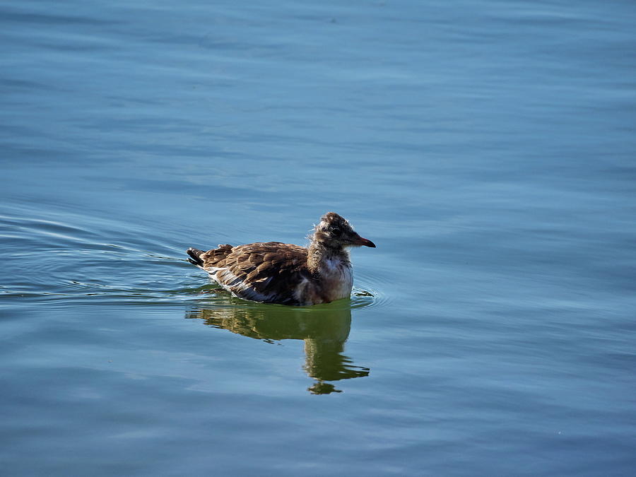 The Young Gull Photograph