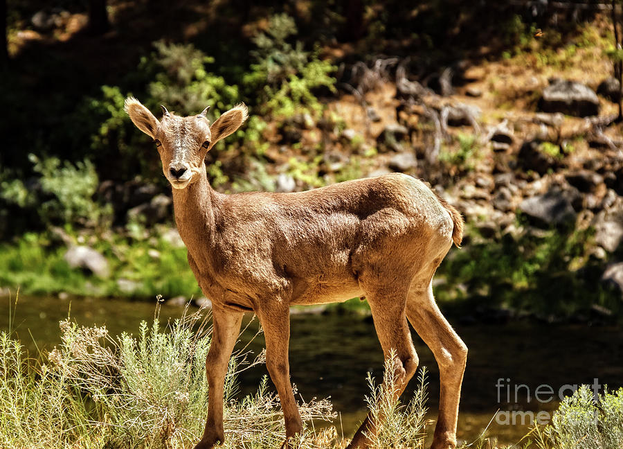 Zion National Park Photograph - The Young One by Robert Bales