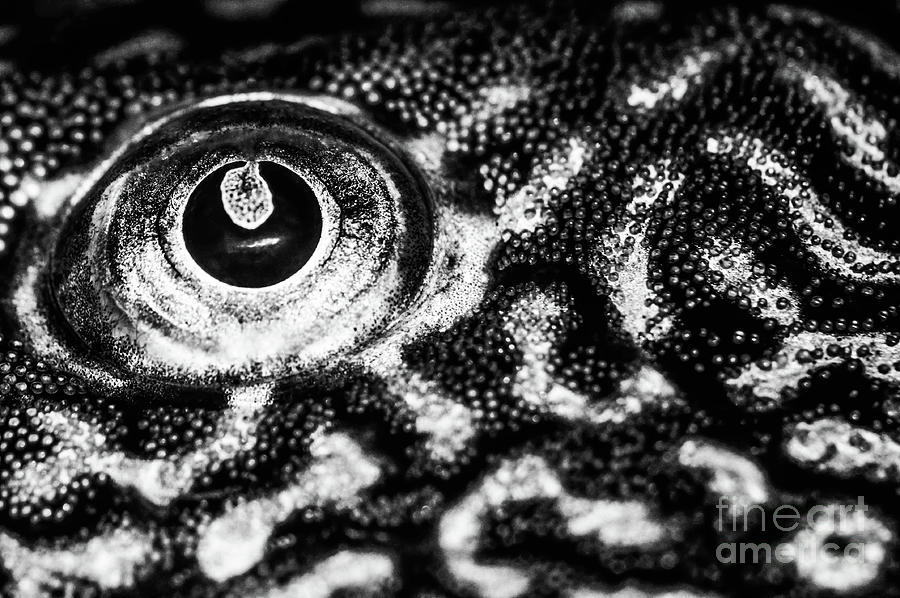 The Zebra Eye Photograph by Gerald Kloss