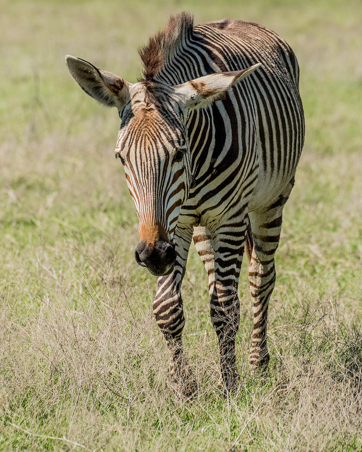 Wildlife Photograph - The Zebra  by Janis Knight