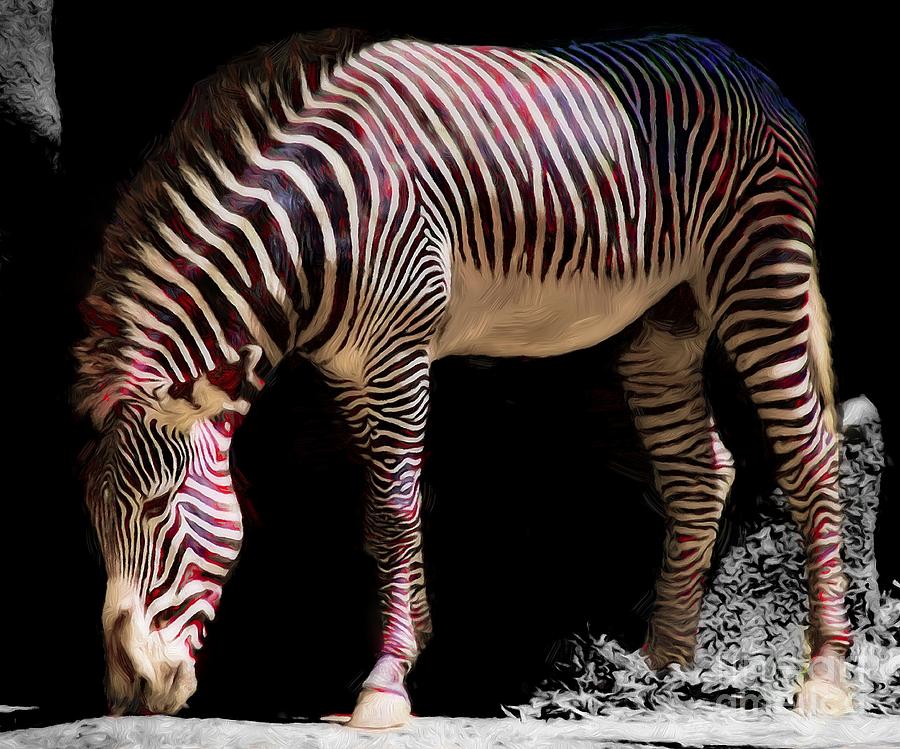 The Zebra Photograph by John Kolenberg