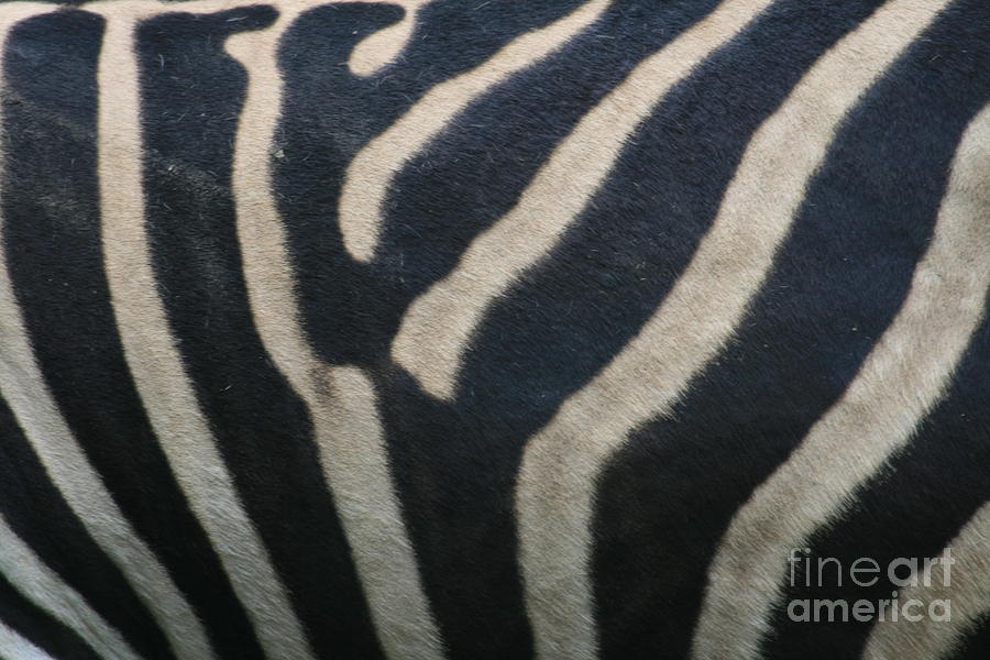 Animal Photograph - The Zebra by Marta Grabska