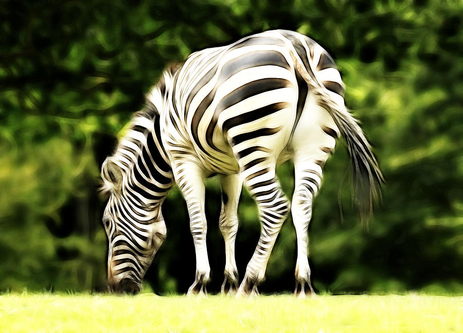 The Zebra Photograph by Steve McKinzie