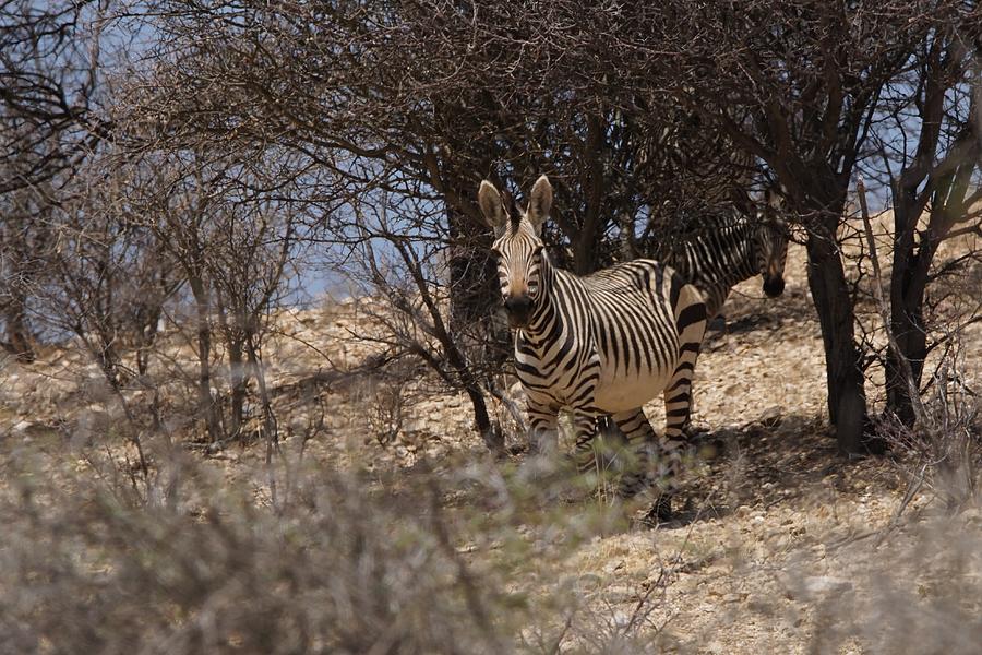 The Zebras Photograph by Ernest Echols