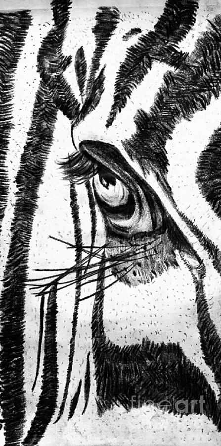 zebra pencil drawing