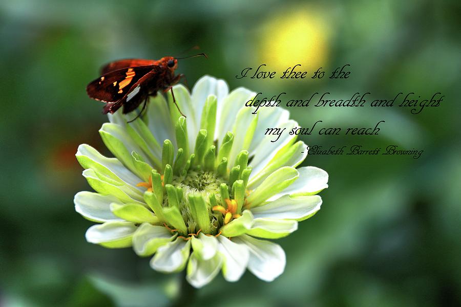 A Zinnia, A Skipper and A Quote Photograph by Carol Montoya