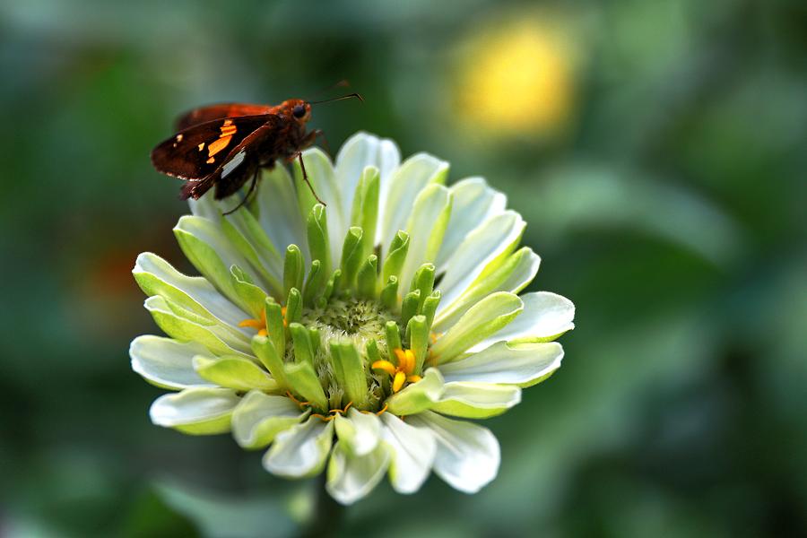 The Zinnia And A Skipper Photograph by Carol Montoya