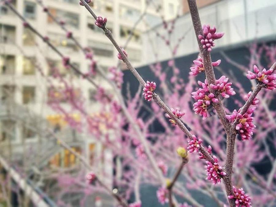 Spring Photograph - #theapprenticepixel #cherryblossom by Apeksha Sharma