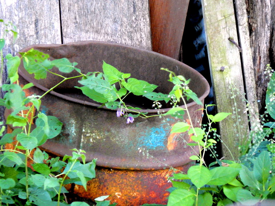 Theda Barrel Rusts Photograph by Wild Thing