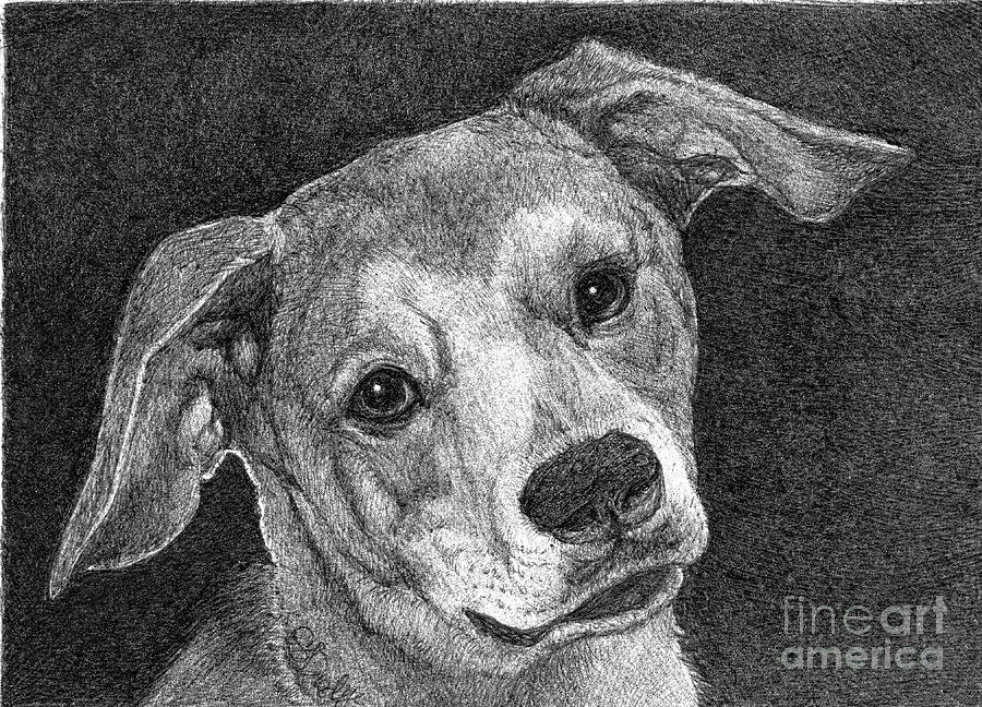 Black And White Drawing - Theirry by Faithful Faces Pet Portraits