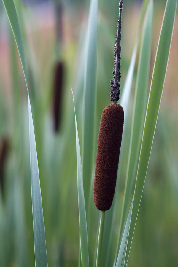 Them Beautious Cattails Photograph by Kathy Clark