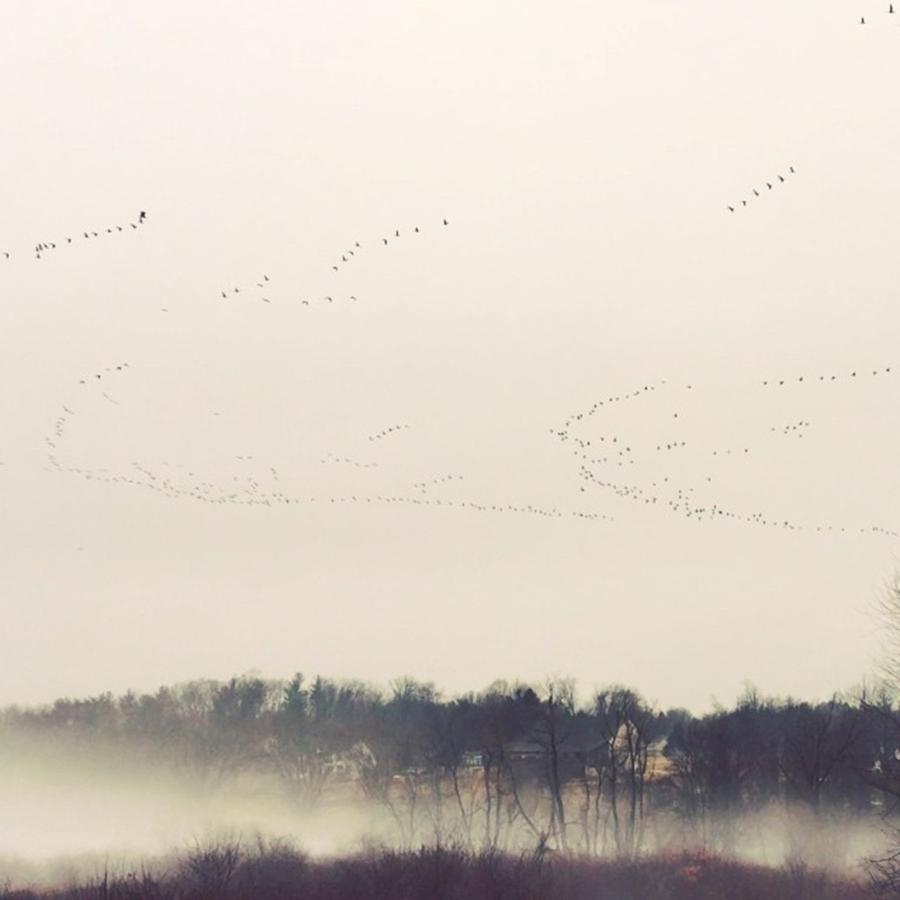 Them Birds Be Pissed. Sorry For Photograph by Alyssa Pearson
