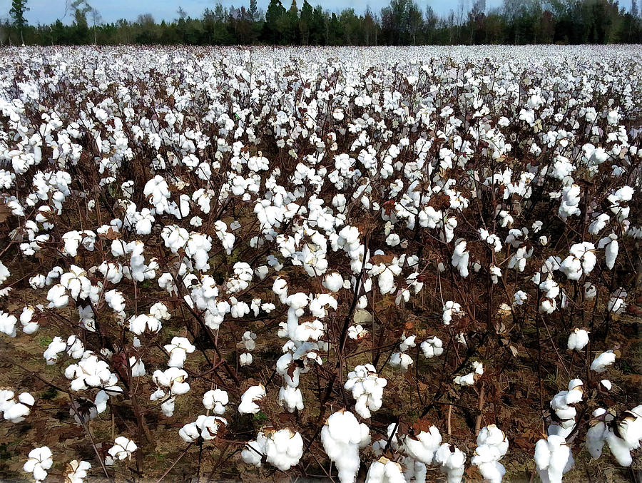 Them Old Cotton Fields Back Home Photograph by Donna Kennedy