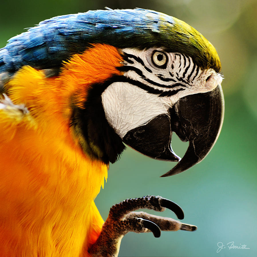 Parrot Photograph - Then SHE said... by Joe Bonita