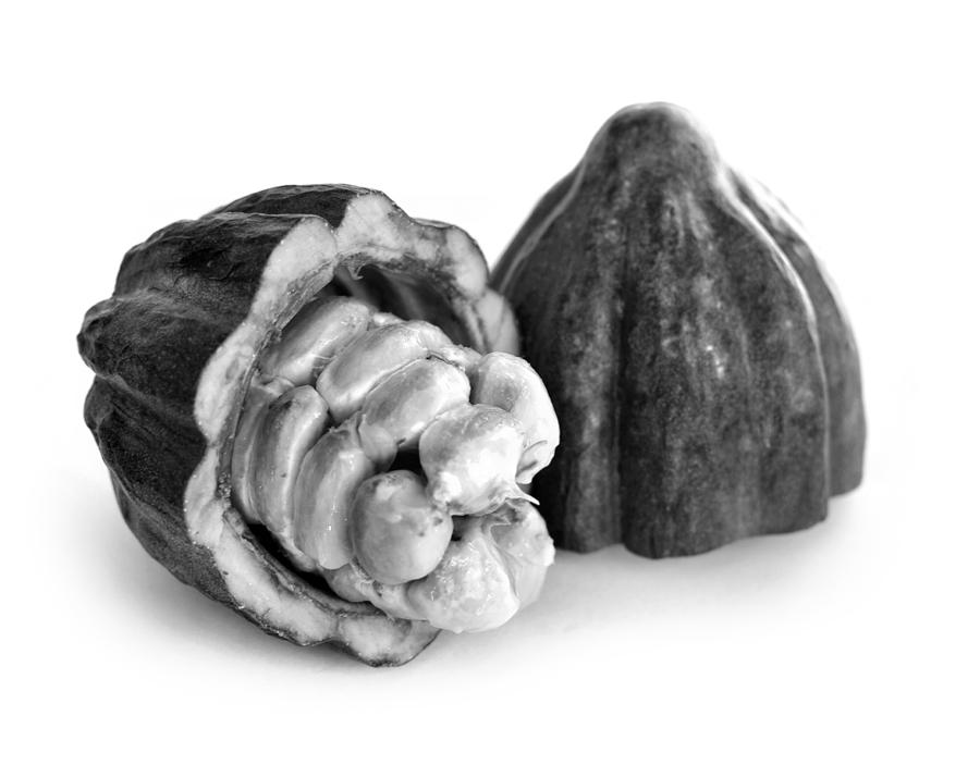 Theobroma cacao Pod Photograph by Nathan Abbott
