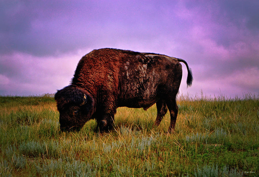 Theodore Roosevelt National Park 008 - Buffalo Photograph by George Bostian