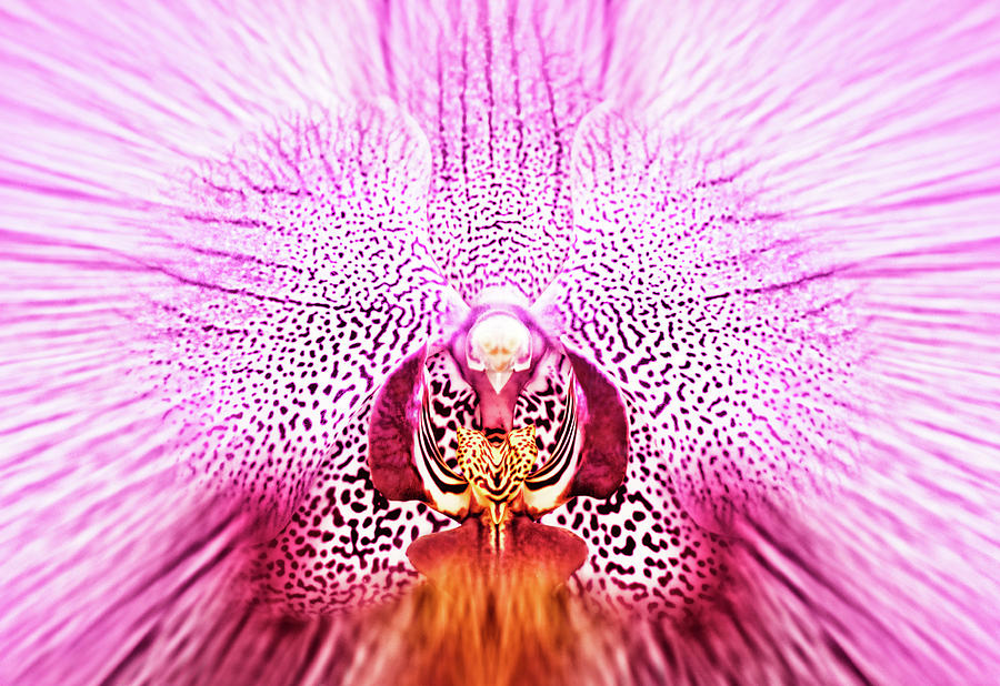 Orchid Photograph - Theory by Iryna Goodall
