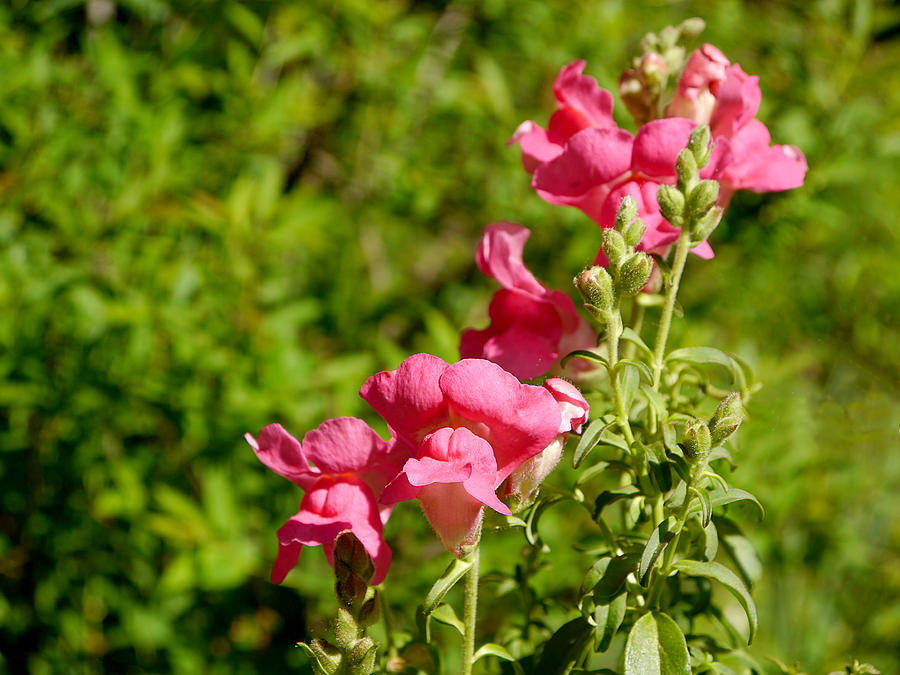There be Snapdragons Photograph by Richard Reeve