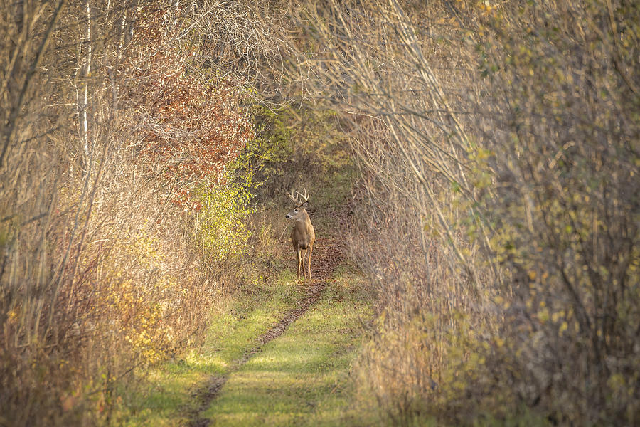 Deer Photograph - There He Is 2015-2 by Thomas Young