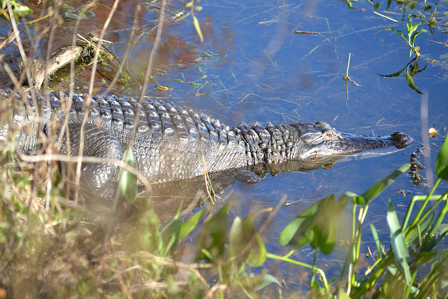 There is a reason it is called Alligator Lake Photograph by Roy ...