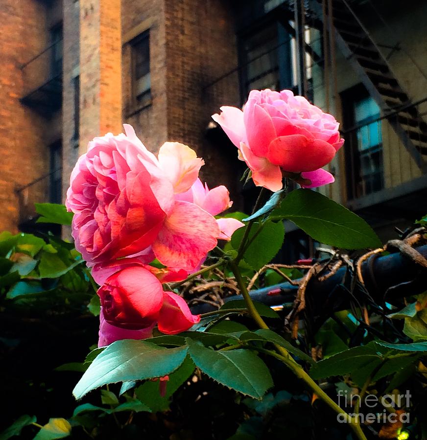 There is a Rose in Spanish Harlem Photograph by Miriam Danar