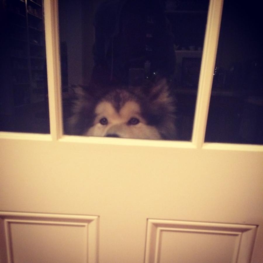 There Is A Wolf At My Door Photograph by Jett Lucas