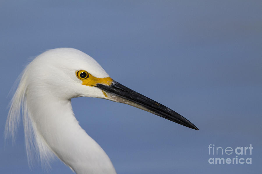 There is an Egret Photograph by Ruth Jolly