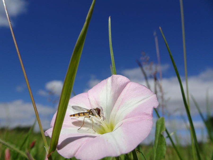Theres a buzz in the bindweed Photograph by Susan Baker