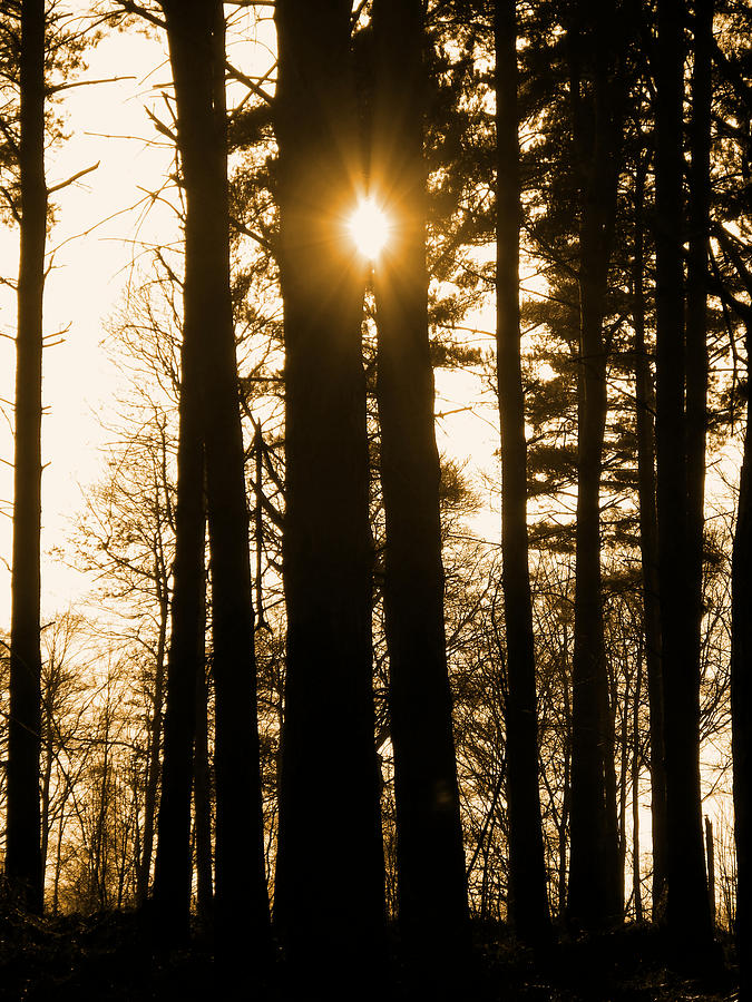 Tree Photograph - Theres always the Sun by Chris Cox