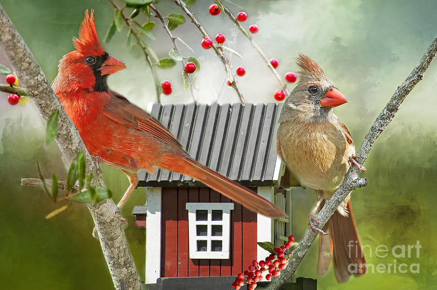 Cardinal Photograph - Theres No Place Like Home by Bonnie Barry