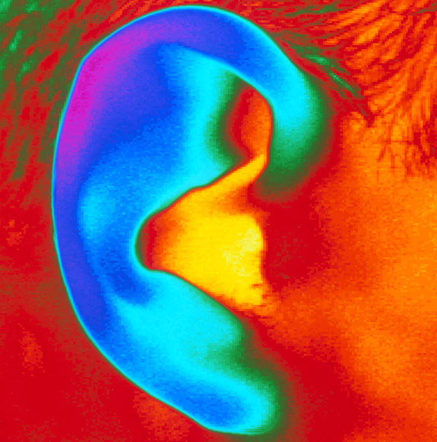 Thermogram Photograph - Thermogram Of A Close-up Of A Human Ear by Dr. Arthur Tucker