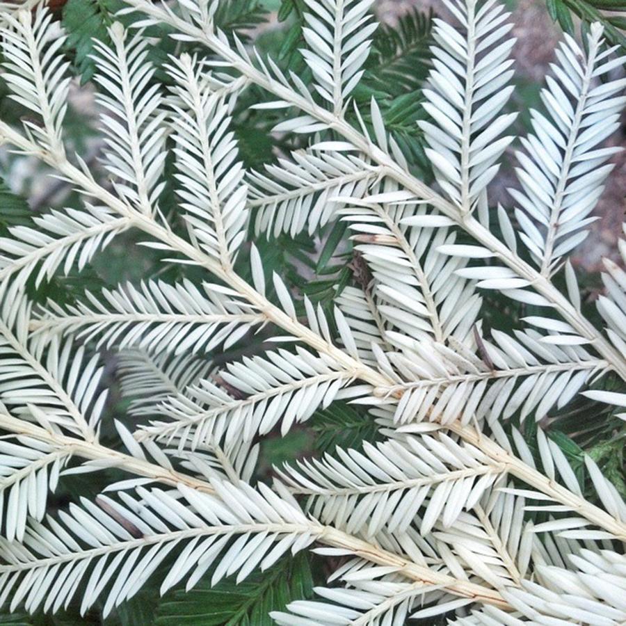 Nature Photograph - These Are Needles Of An Albino Redwood by The Texturologist