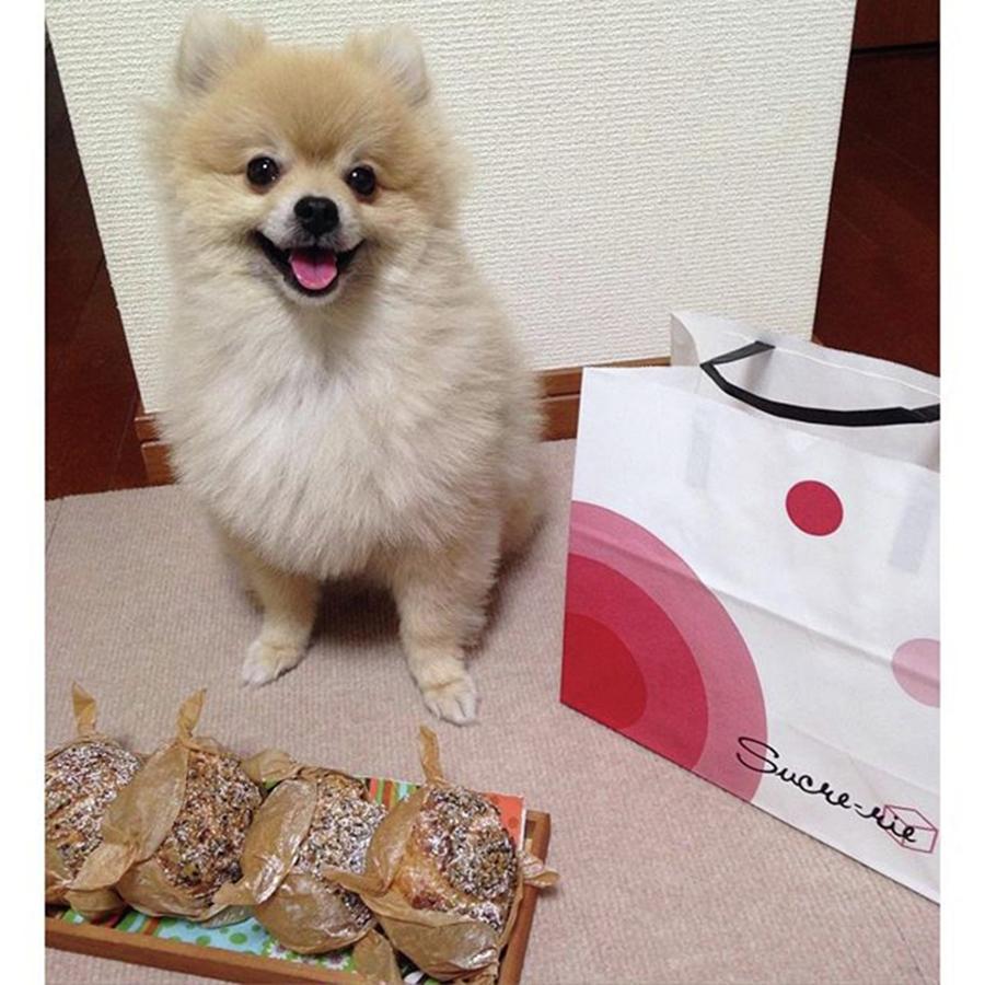 Pomeranian Photograph - These Are Special Cream Puff For Guests by Masato Fukai