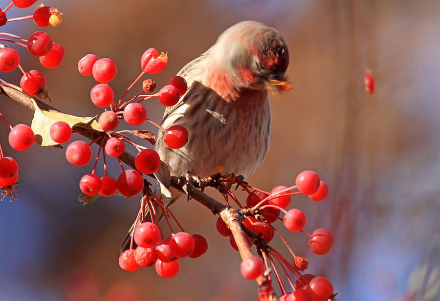Finch Photograph - These Berries Are Making Me Dizzy  by Donna Kennedy
