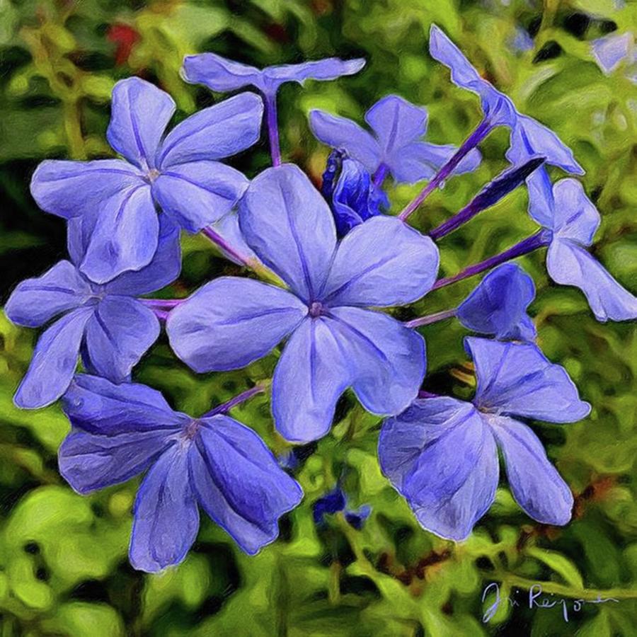 Flower Photograph - These Blue Plumbago Flowers (plumbago by Jori Reijonen