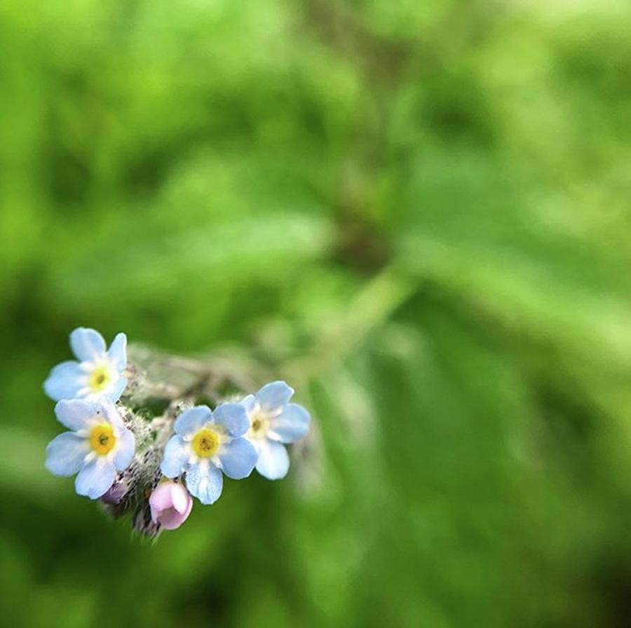 Flower Photograph - These Forget-me-not Flowers (myosotis; by Jori Reijonen