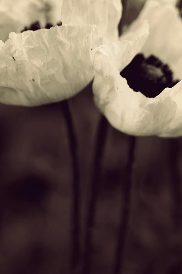 These Loving Poppies Photograph by The Art Of Marilyn Ridoutt-Greene
